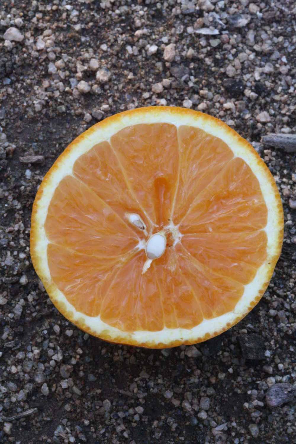            Fruit cross-section (Riverside, CA)   